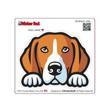 beagle dog peeking 1009 dog peeking - full color printed sticker